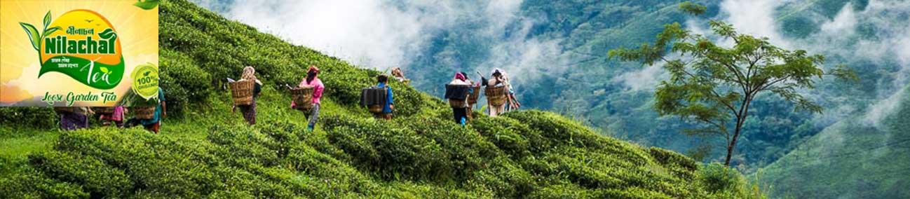 Our Tea Garden